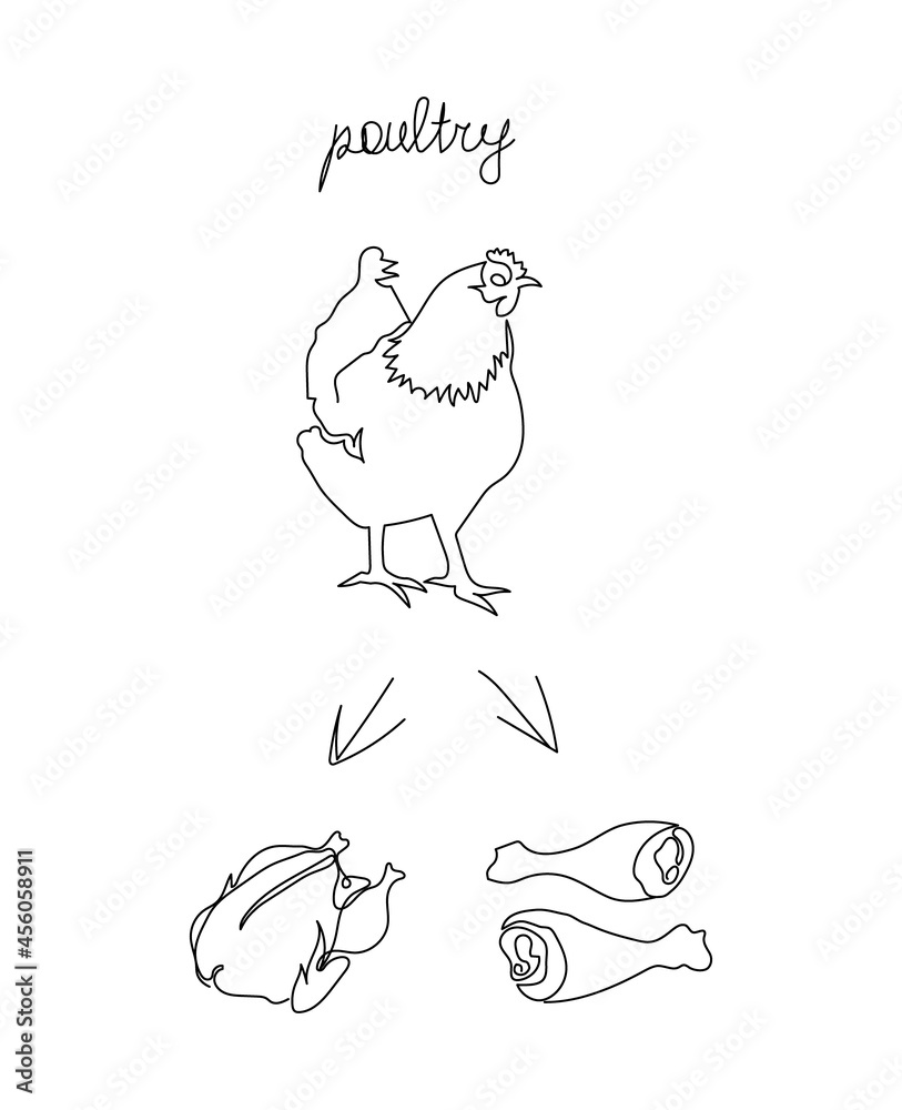 Poultry set continuous line drawing. One line art of chicken and semi-finished products, chicken drumsticks. Poultry set continuous line drawing. One line art of chicken and semi-finished products, chicken drumsticks.