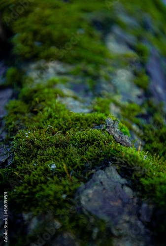 An old tree overgrown with lichen and moss