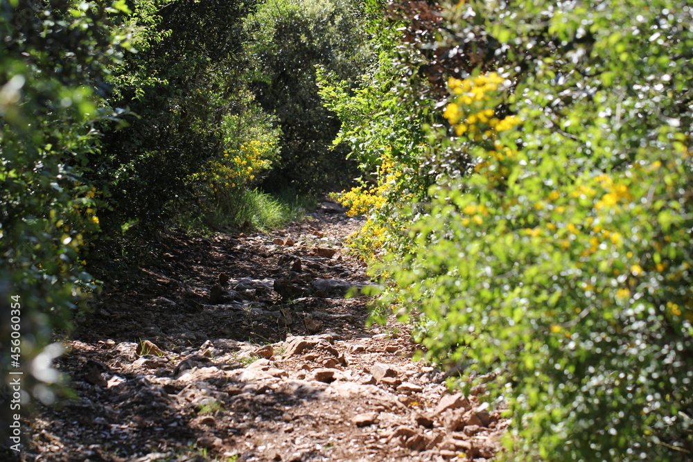 Fototapeta premium Sentier de promenade