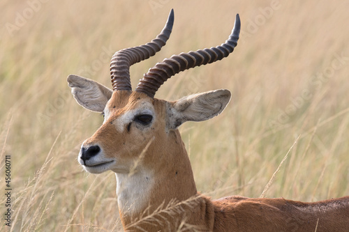 Ugandan kob antelope still in front of green landscape