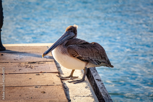 Pelican around the shores of Havana.
