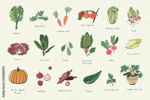 Valokuva vegetables vector color illustrations set