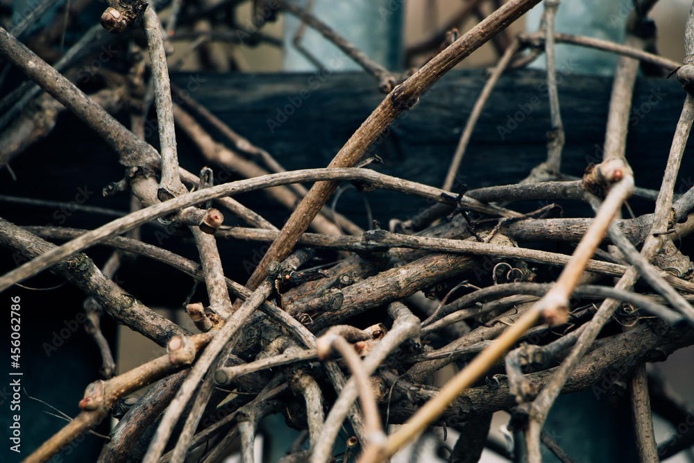 Dry vine branches. Autumn or winter in vineyards. Hedge made of dried twisted twigs. Dry vine branches. Autumn or winter in vineyards. Hedge made of dried twisted twigs.