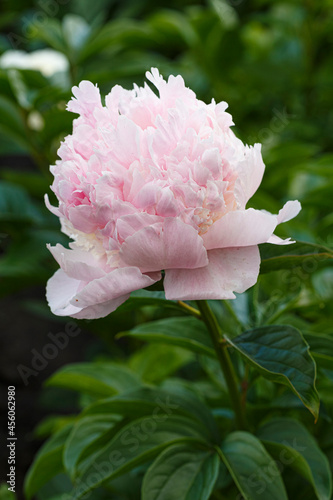 Fototapeta Naklejka Na Ścianę i Meble -  Angel Cheeks  double pink flower peony lactiflora in summer garden, close-up