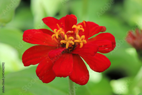Closeup of a red zinnia flower against a green background