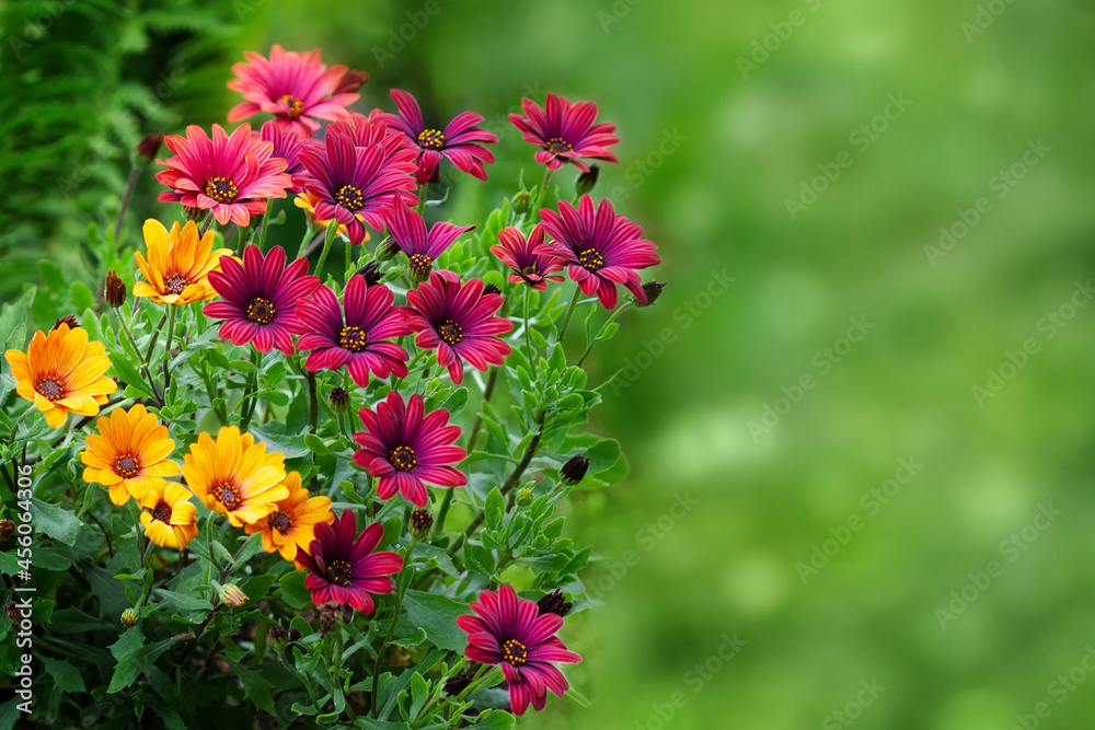 Magenta and yellow flowers on a blurred green background with copy space. Flower background Magenta and yellow flowers on a blurred green background with copy space. Flower background