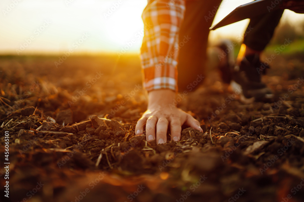 Male hands touching soil on the field. A farmer checks quality of soil before sowing. Agriculture, gardening or ecology concept. - obrazy, fototapety, plakaty 