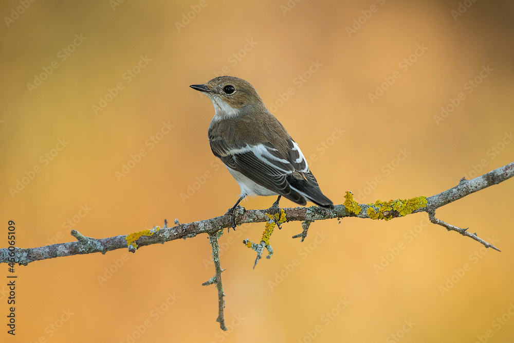 pied flycatcher perched on a branch warm background pied flycatcher perched on a branch warm background