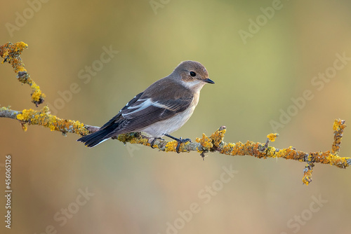 pied flycatcher perched on a branch warm background photo