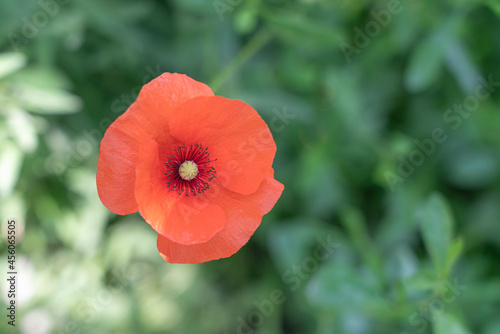 beautiful red poppy on a green background