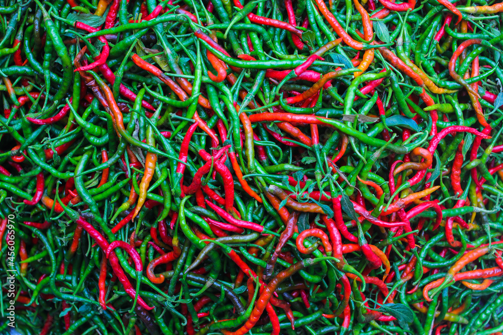Fresh curly red and green chilies (Cabai Merah Keriting) harvested from fields by Indonesian local farmers. Selective focus of Hot chili pepper stock images. Agriculture background.