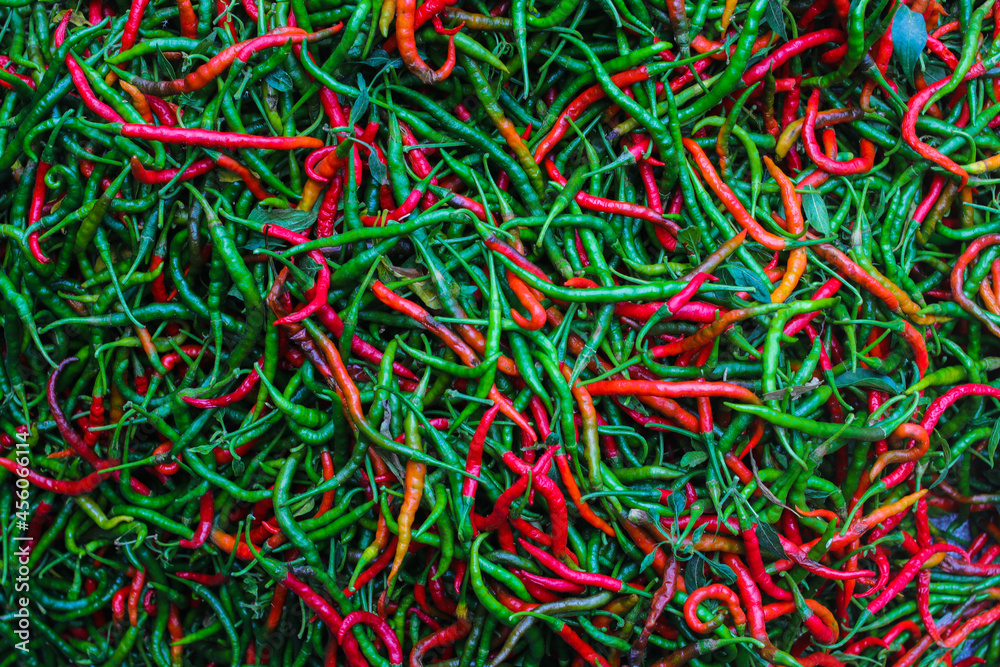 Fresh curly red and green chilies (Cabai Merah Keriting) harvested from fields by Indonesian local farmers. Selective focus of Hot chili pepper stock images. Agriculture background. Fresh curly red and green chilies (Cabai Merah Keriting) harvested from fields by Indonesian local farmers. Selective focus of Hot chili pepper stock images. Agriculture background.