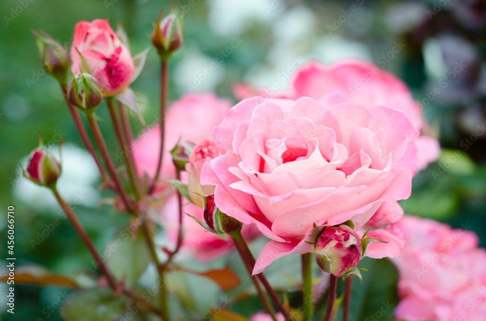 Roses. Blooming pink buds on background of green leaves. Beautifully blooming garden plants. Roses. Blooming pink buds on background of green leaves. Beautifully blooming garden plants.