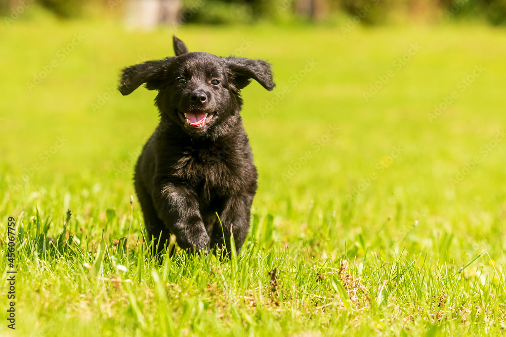happy hovawart puppy running through the grass