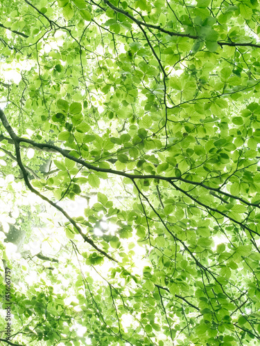 Forest landscape. Green spacious forest