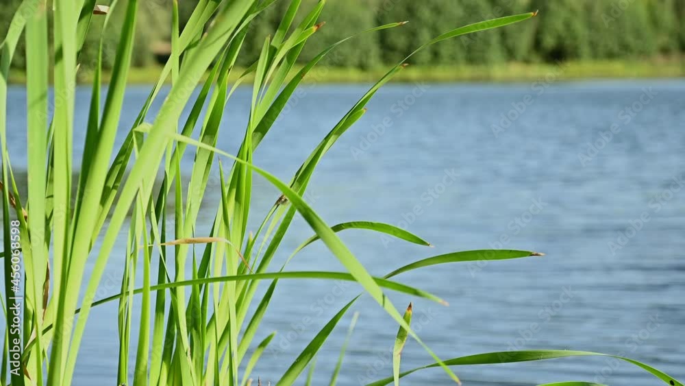 Wind sways long green reed leaves growing at river bank. Wind sways long green reed leaves growing at river bank.
