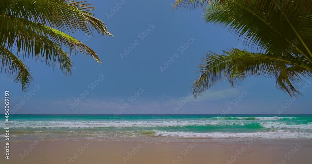 palm trees on the beach palm trees on the beach