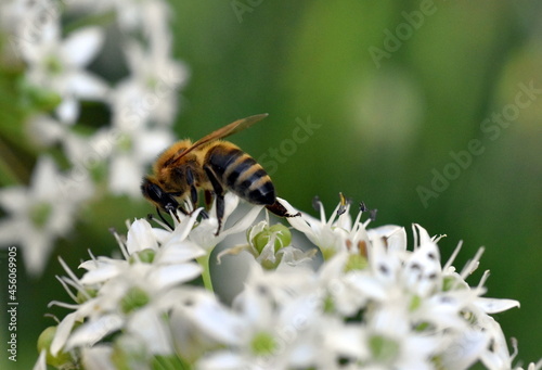 Biene auf einer Zierlauchblüte © christiane65