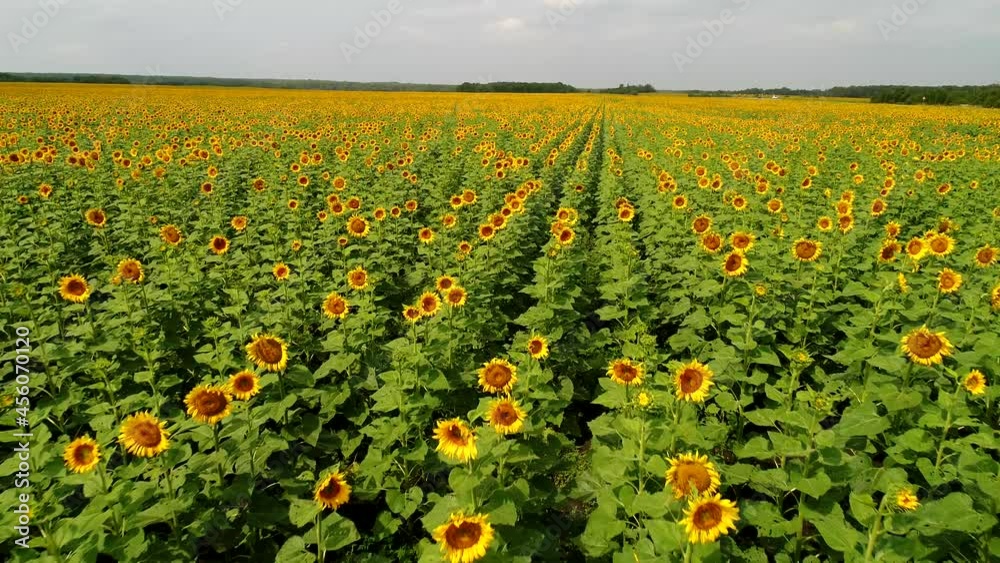 Sunflower field, aerial view. Yellow sunflower plantation, agriculture and countryside Sunflower field, aerial view. Yellow sunflower plantation, agriculture and countryside