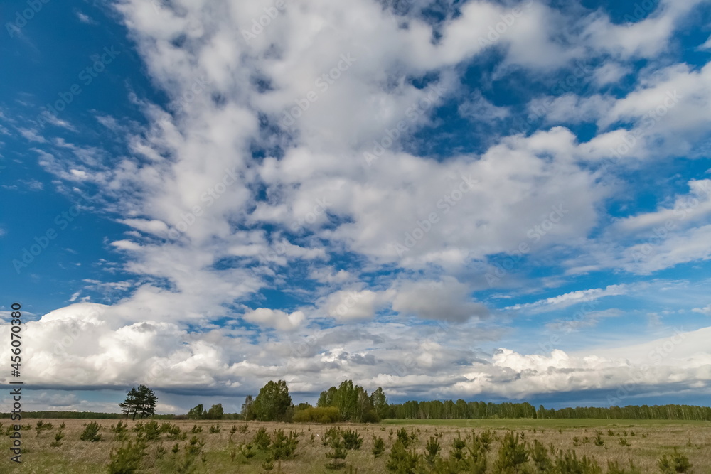 Field, grass and trees in summer against a blue sky with white clouds