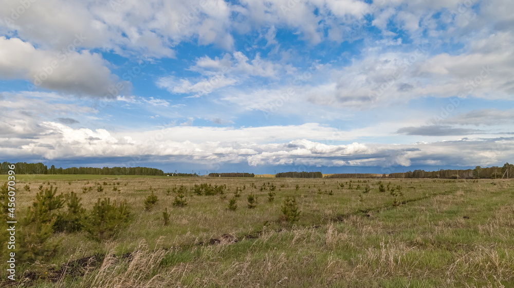 Field, grass and trees in summer against a blue sky with white clouds