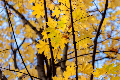 Branch with autumn leaves in the forest