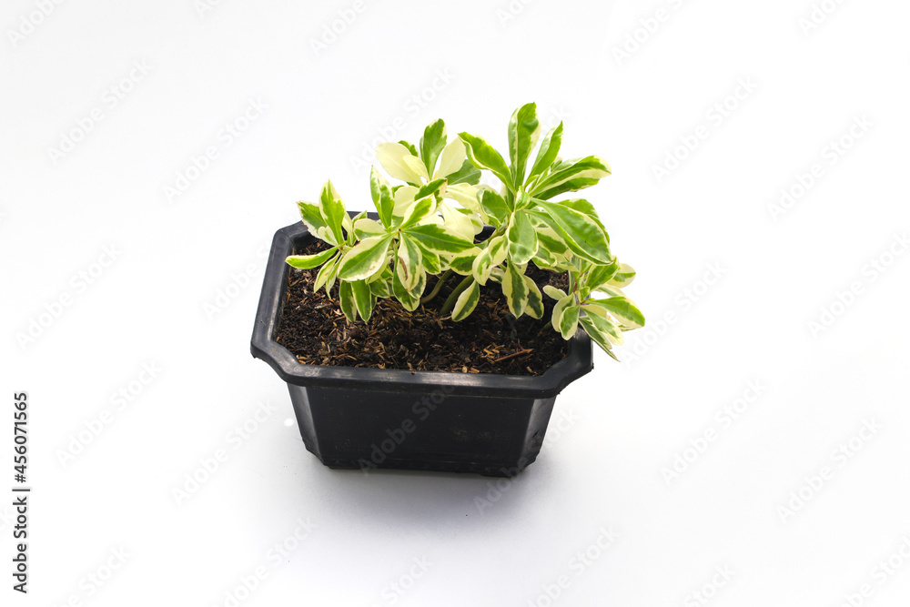 Beautiful Variegated houseplant on black pot isolated on white background Beautiful Variegated houseplant on black pot isolated on white background