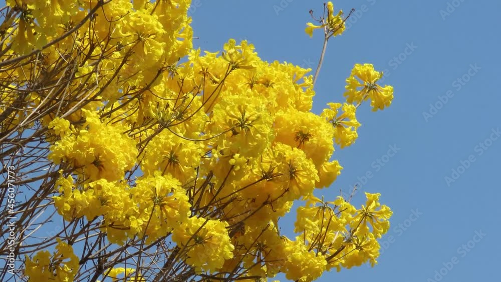 Amazing golden trumpet flowers against blue sky background. Handroanthus albus, Brazilian savannah tree. Color contrast of nature concept. Amazing golden trumpet flowers against blue sky background. Handroanthus albus, Brazilian savannah tree. Color contrast of nature concept.
