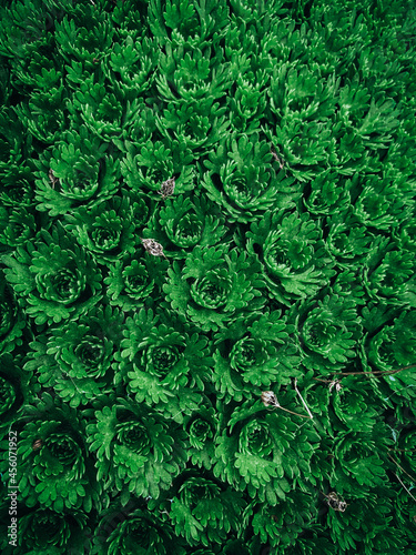 moss, green plant, curls of flowers, top view
