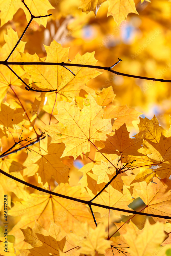 Branch with autumn leaves in the forest Branch with autumn leaves in the forest