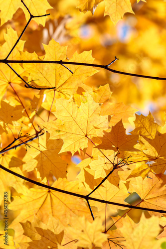 Branch with autumn leaves in the forest