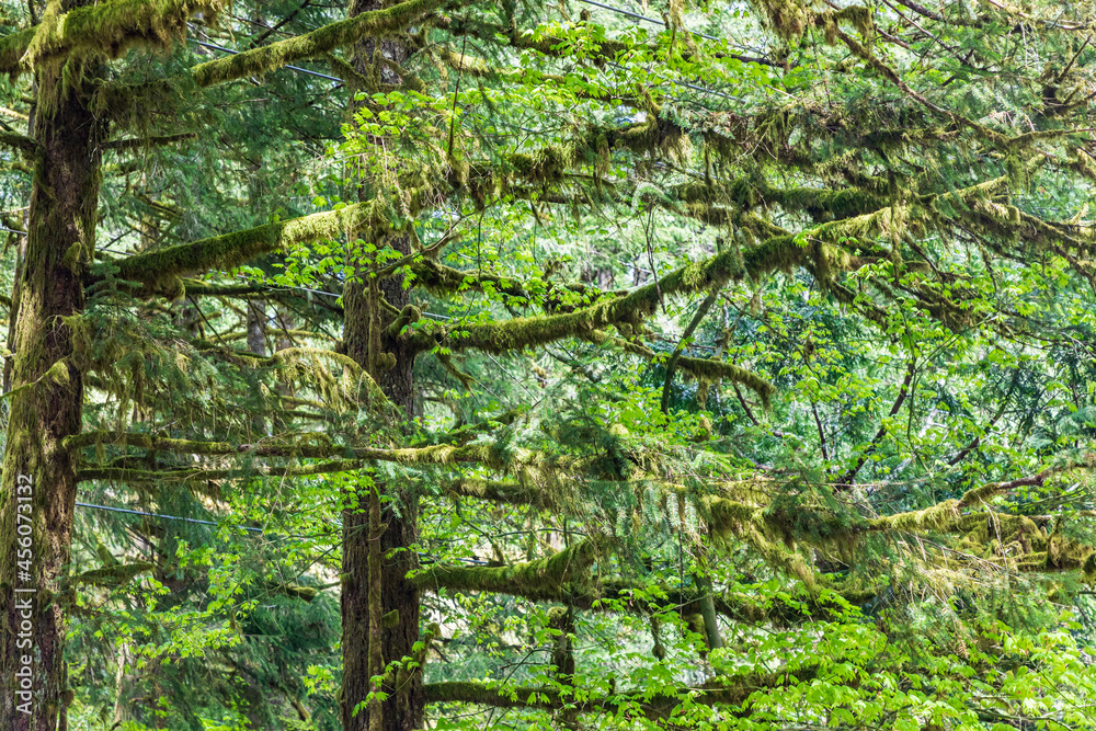 Moss covered trees at Moulton Falls Regional Park. Moss covered trees at Moulton Falls Regional Park.