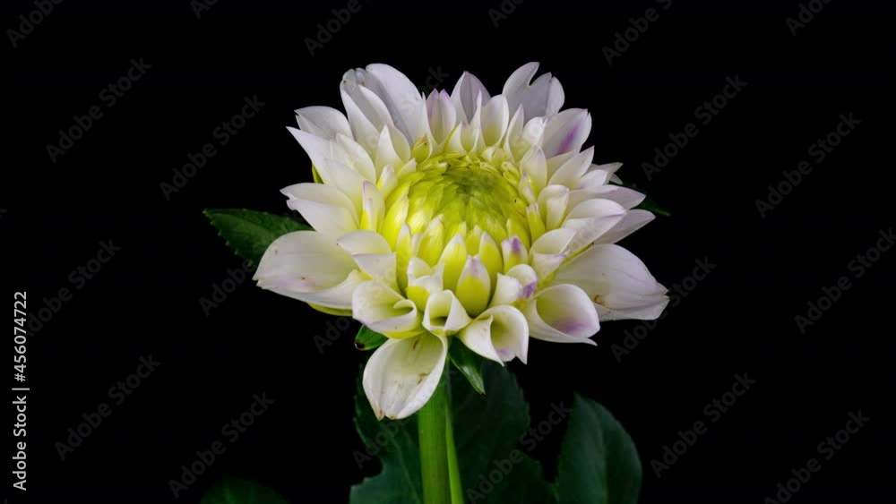 Time-lapse of blooming white dahlia flower isolated on black background. 4K Time lapse of growing blossom Dahlia, opening up. Love, wedding, anniversary, spring, valentines day.