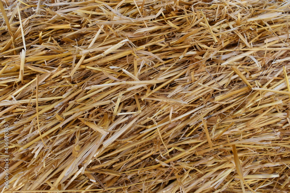 texture background straw hay mown grass texture background straw hay mown grass