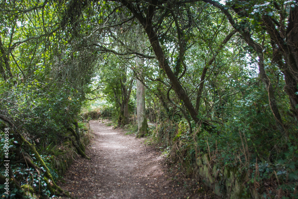 chemin de randonnée en sous-bois