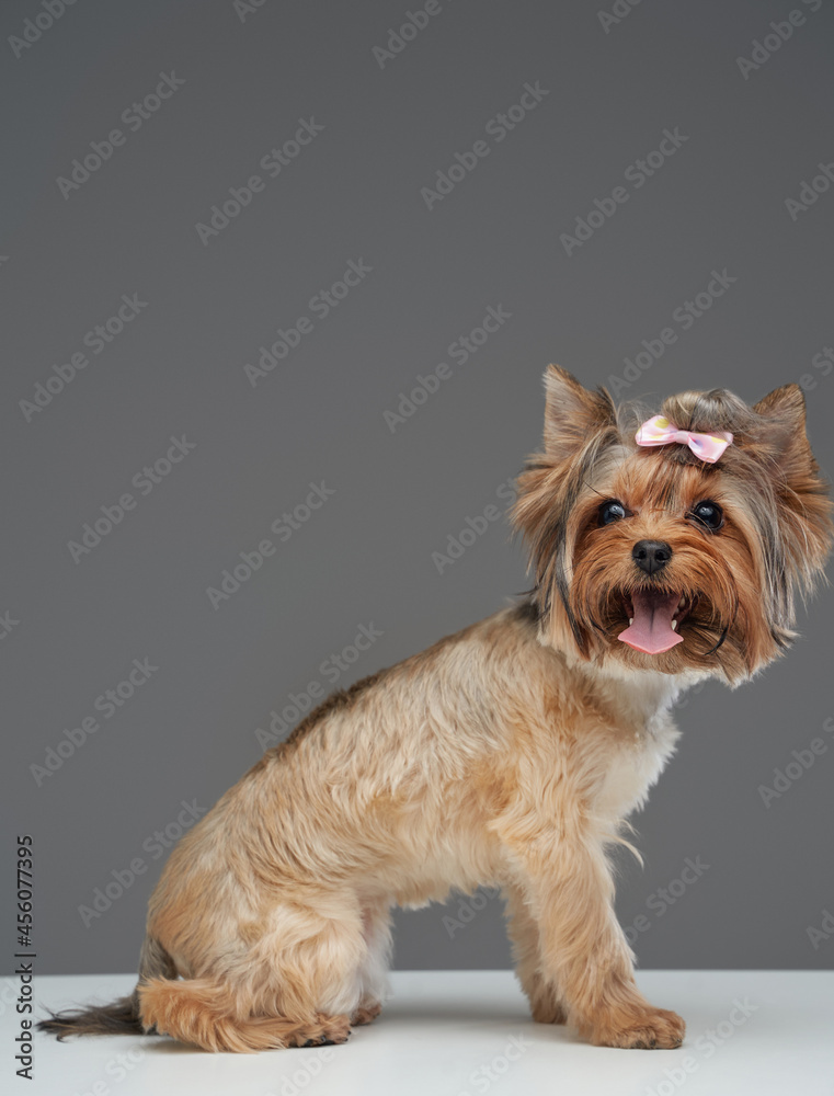 Small cute doggy yorkshire terrier breed isolated on gray