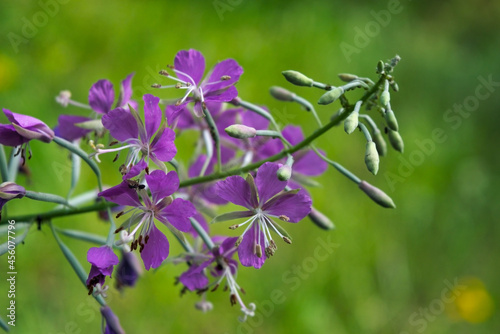 Bright purple fireweed flower on a blurred natural background close-up.