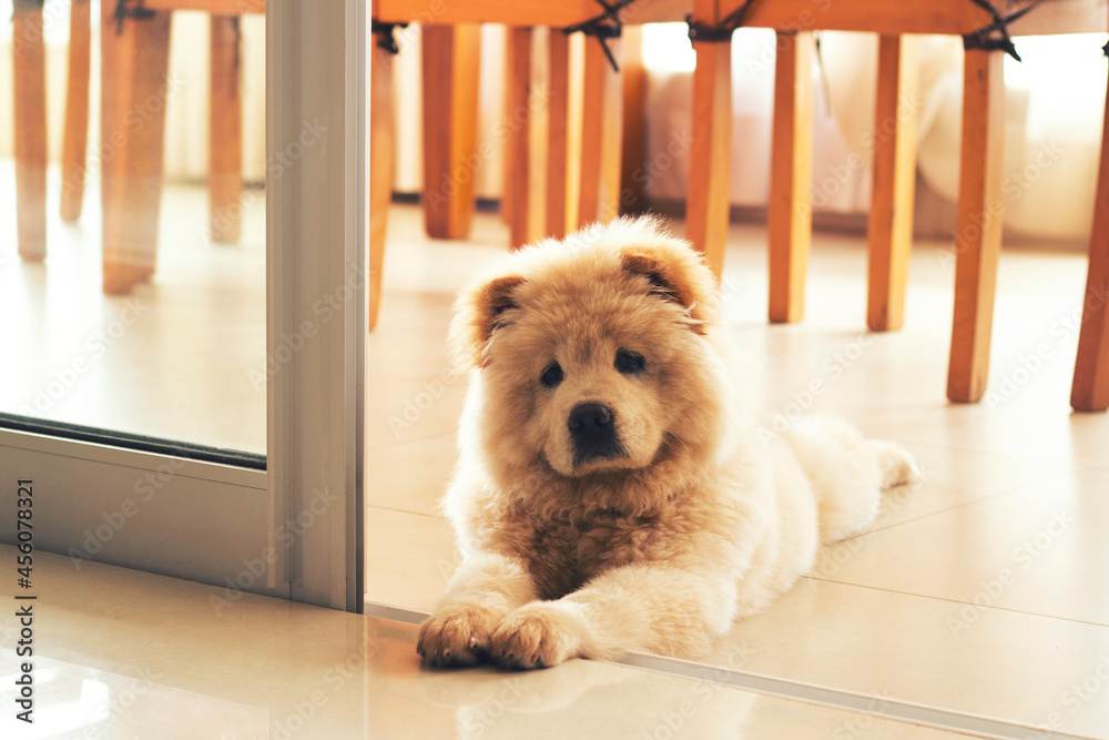 Puppy chow-chow dog at home. - obrazy, fototapety, plakaty 