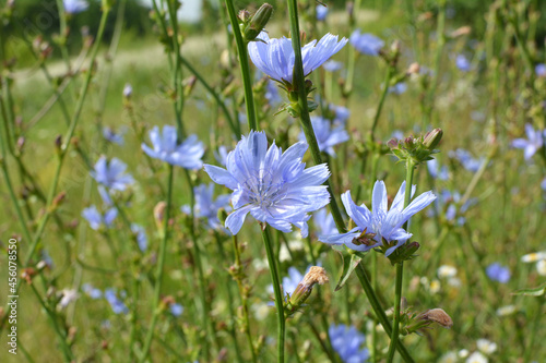 Blossom chicory  Cichorium intybus 