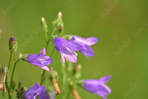 Bells (Campanula) bloom in nature