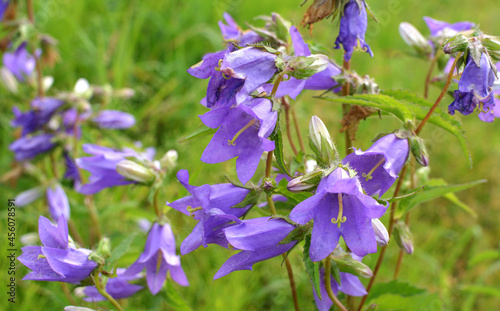 Bells  Campanula  bloom in nature