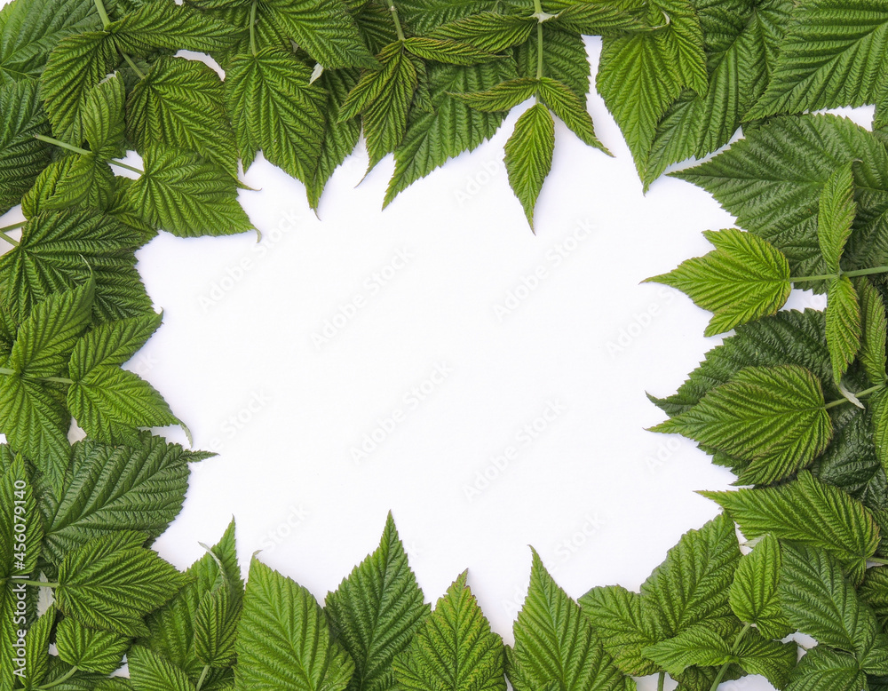 Green textured leaves on a white background. Frame made of leaves