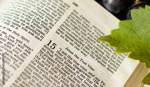 Jesus Christ is the true vine. Faithful and fruitful Christians are branches. Biblical concept of obedience and faith in God. Closeup of open Holy Bible with fresh grapes. Gospel of John 15 parable.