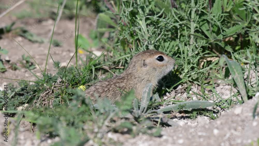 Ground squirrel. A gopher stands next to a hole Spermophilus pygmaeus. Close up. Ground squirrel. A gopher stands next to a hole Spermophilus pygmaeus. Close up.