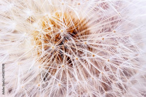 Airy and fluffy seed dandelion flower close-up. Selective soft focus. Floral background