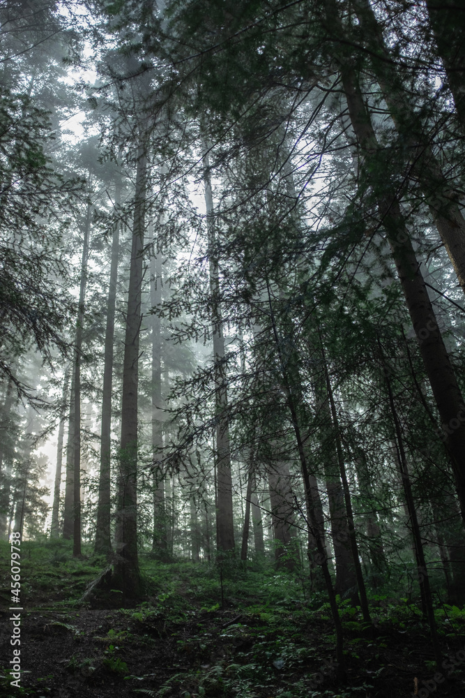 Fototapeta premium A gloomy forest, trunks of tall fir trees growing on a hill. bottom-up shot