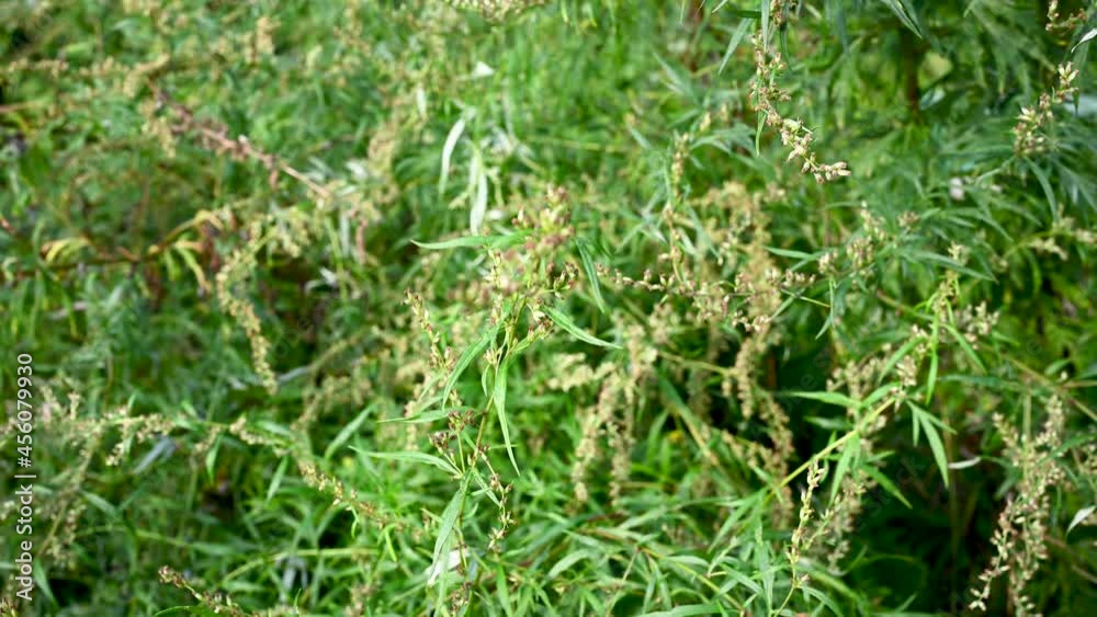 Wormwood bitter in autumn, ripe seeds of the plant. Panorama, motion camera video. High quality 4k footage Wormwood bitter in autumn, ripe seeds of the plant. Panorama, motion camera video. High quality 4k footage