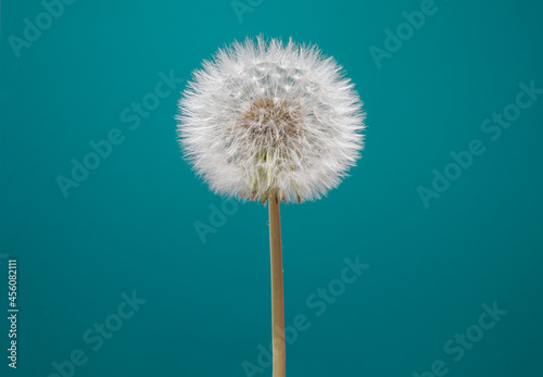 Dandelion flower on green color background