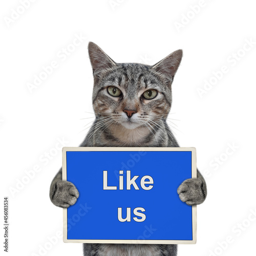 A gray cat holds a blue sign that says Like us. White background. Isolated.