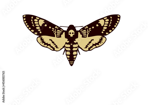 Papillonn Sphinx tête de mort , Acherontia atropos photo